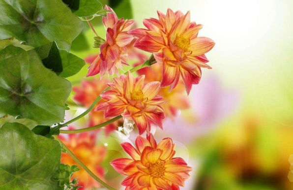 铁桃花意思是什么生肖