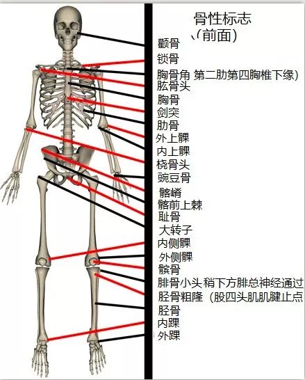 健身不可不知的骨性标志