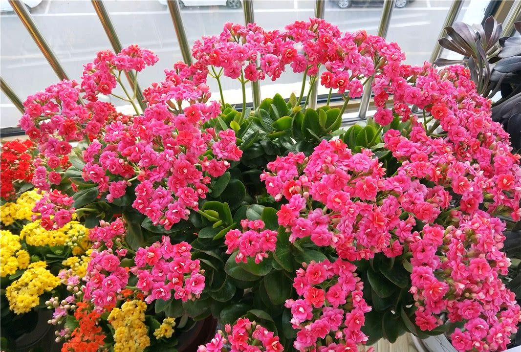 春秋不开花的是什么花?