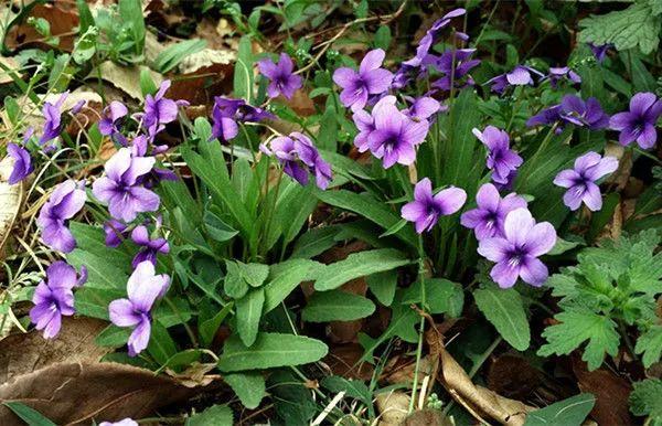 紫花地丁 农村这种紫花杂草 有药用价值