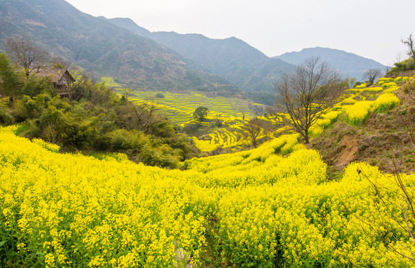 别去日本赏樱了,国内这些地方的樱花即将成片绽放 别去日本赏樱了,国内这些地方的樱花即将成片绽放