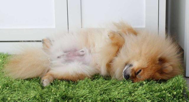兽医劝告：不要这样养“博美犬”，不然它的寿命最少短5年！