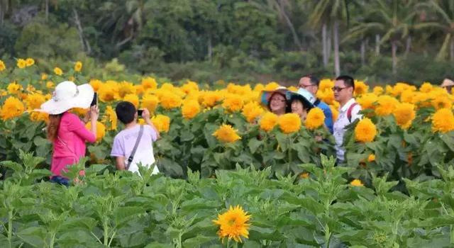 三亚有一片向日葵花海,正惊艳绽放,春节待你而来!