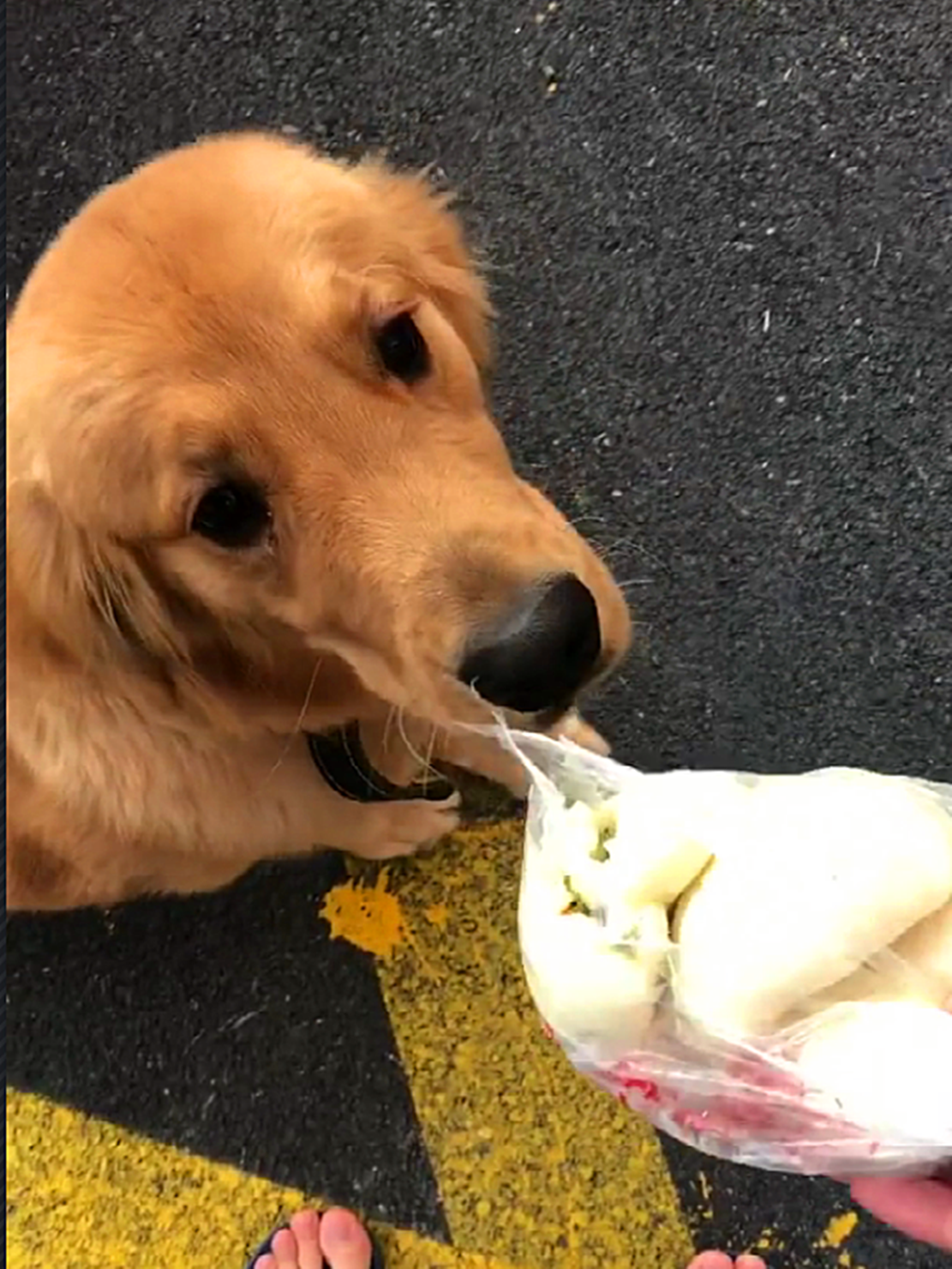 金毛拦路抢老大爷的包子,抢完之后撒腿就跑,主人赔五块钱才了事