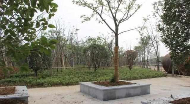 园林绿化施工中乔木栽植前的准备工作和养护管