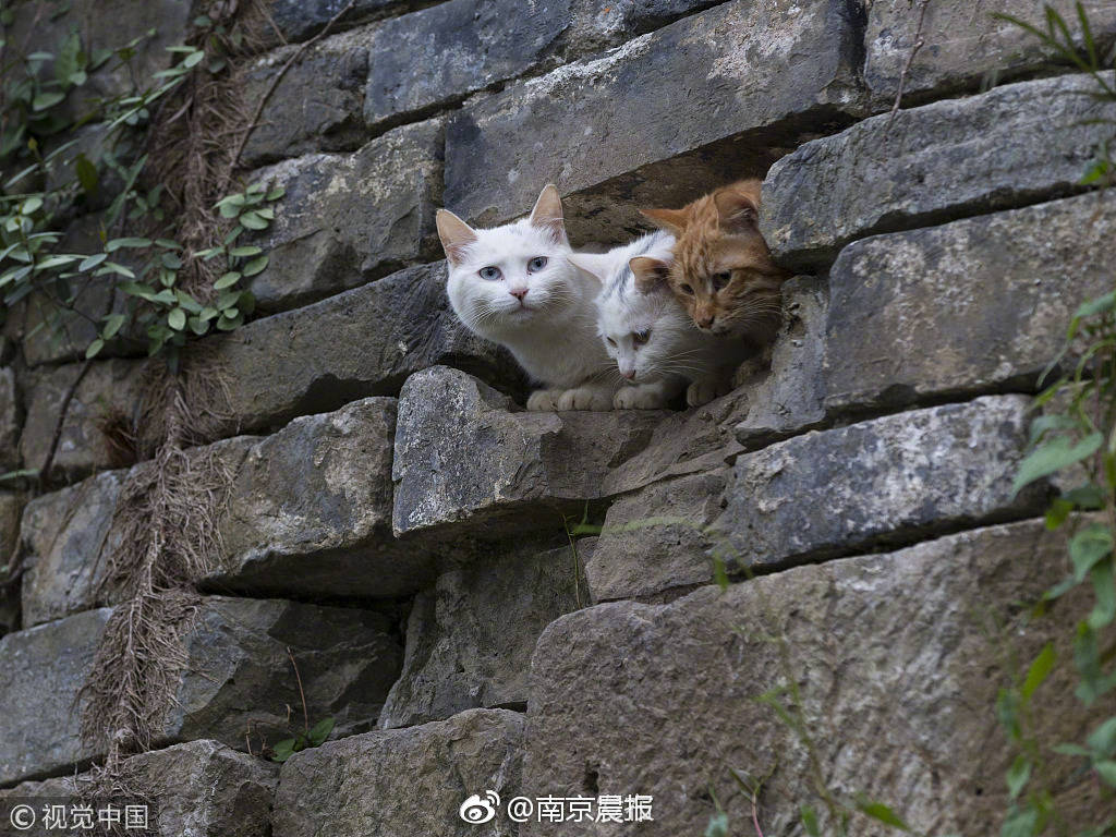 圣诞故事(圣诞故事绘本)