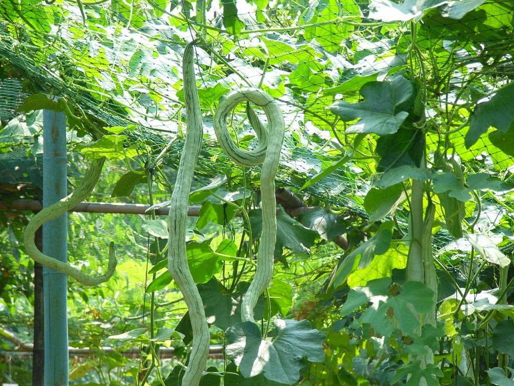 蛇瓜 | 羊妈妈的花园