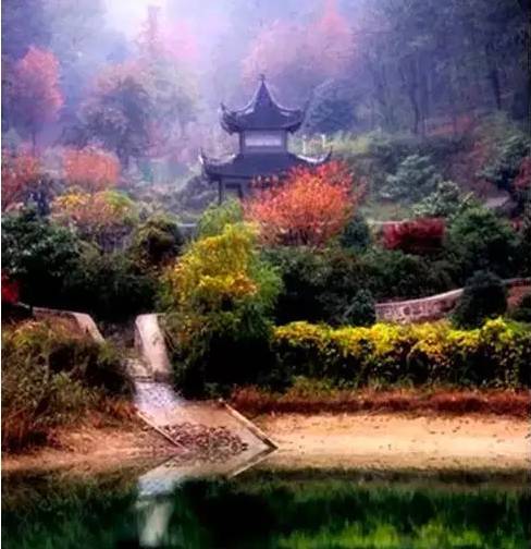 一夜之间美疯了！江浙沪最迷人的银杏林，去赶一场银杏雨~