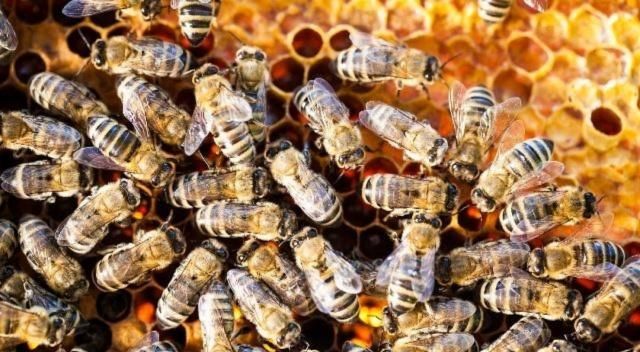 仓鼠|王合蜜蜂换了新环境湿尾图片
