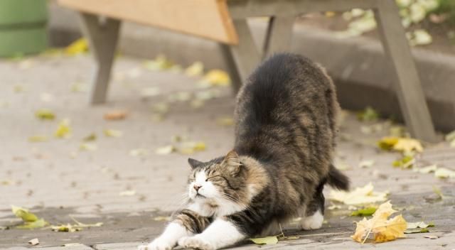 猫狗失重状态下的反应对比，难怪都说“稳如狗”