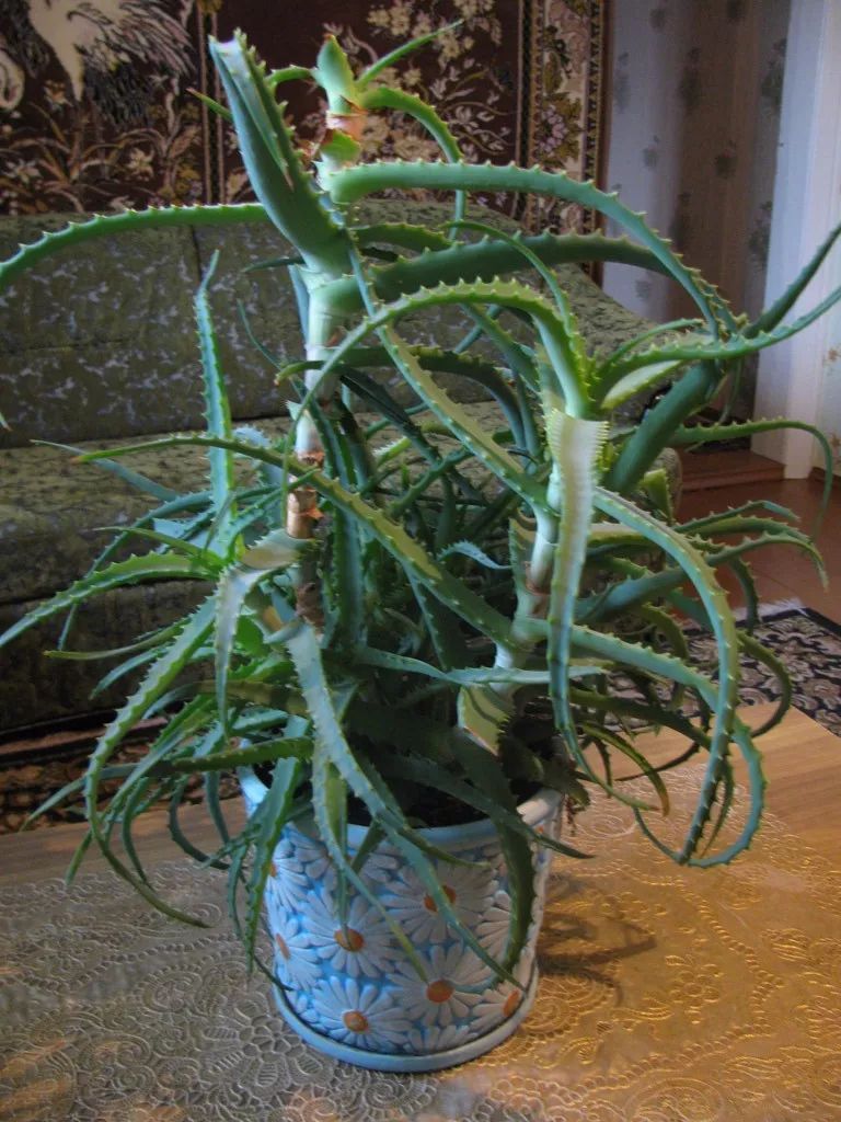 在家里养护盆栽芦荟的好处,这些养护技巧都要注意