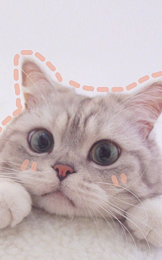 萌宠照:世上怎么会有这么可爱的生物啊!小猫咪太可爱了