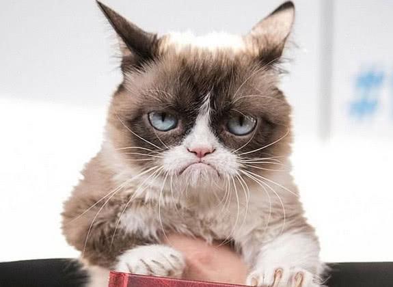 这些猫咪表情包原本叫什么名字?呆萌的惊讶猫原来是爷