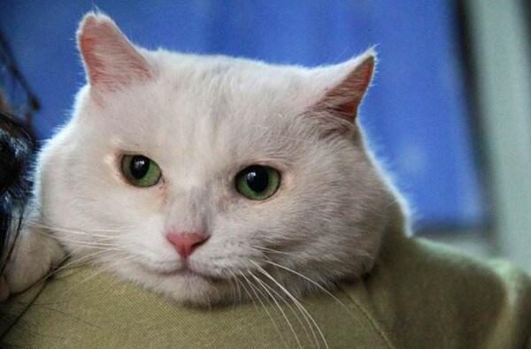 怎样让猫咪发腮变成大圆脸,其实基因是很重要