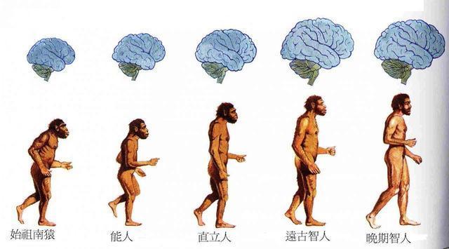 进化是由简到繁的吗？有哪些越进化越简单的动植物