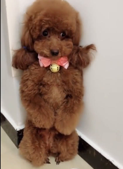 泰迪偷吃零食突然放了个屁,下一秒看它被惩罚的样子时笑喷了!