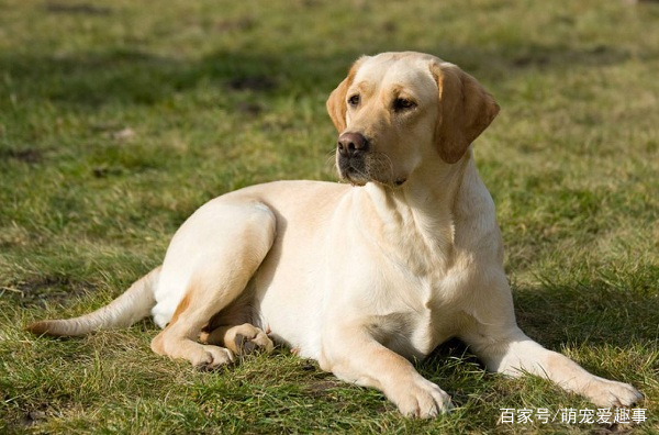 拉布拉多犬训练教程