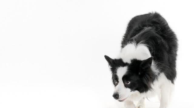 边境牧羊犬训练要点以及飞盘项目训练细节