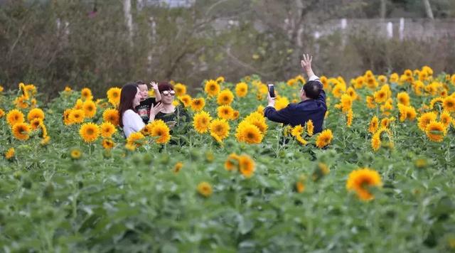 三亚有一片向日葵花海,正惊艳绽放,春节待你而来!