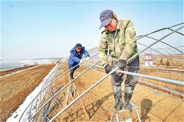 承包500亩地种植红薯,一亩地租金1000元,前景