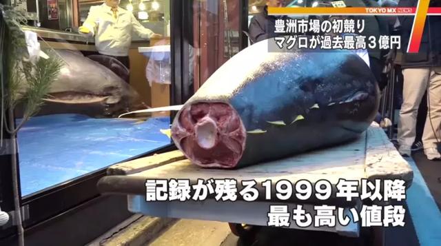 金枪鱼:3.33亿日元成交,每公斤近7万人民币