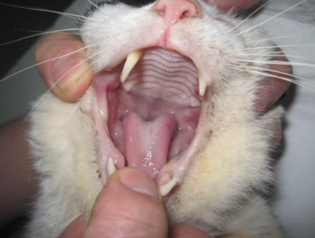 猫咪患口炎会致命，可万万不容忽视！