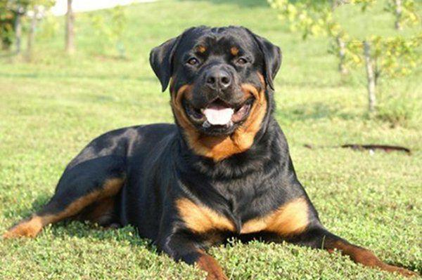 地球上10大最适合做警犬的狗品种德牧居榜首罗威纳犬排第二