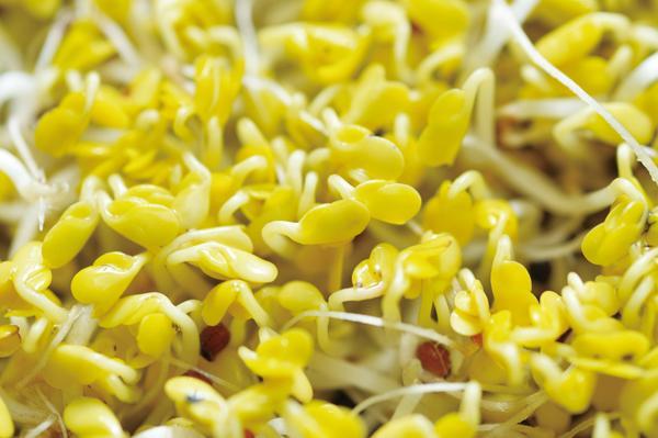 最适合阳台种植的8种美味芽苗蔬菜,也是提高生活乐趣的观赏盆景