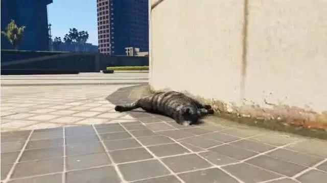 小猫真的有九条命吗?科学家为此做出实验,把猫