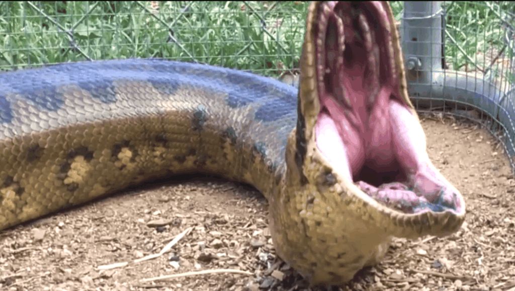 探秘:巨蟒吞下人后,人能不能在蛇肚子里面拿到把蛇杀了