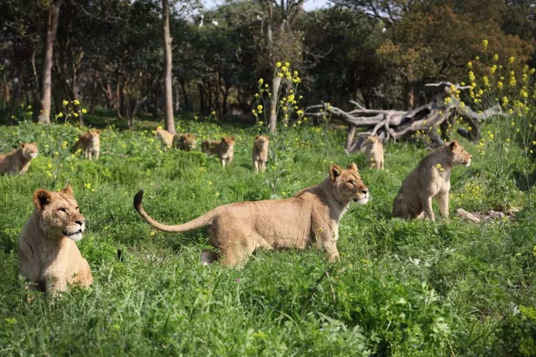霸气!南通森林野生动物园今年营业!大波规划图披露.
