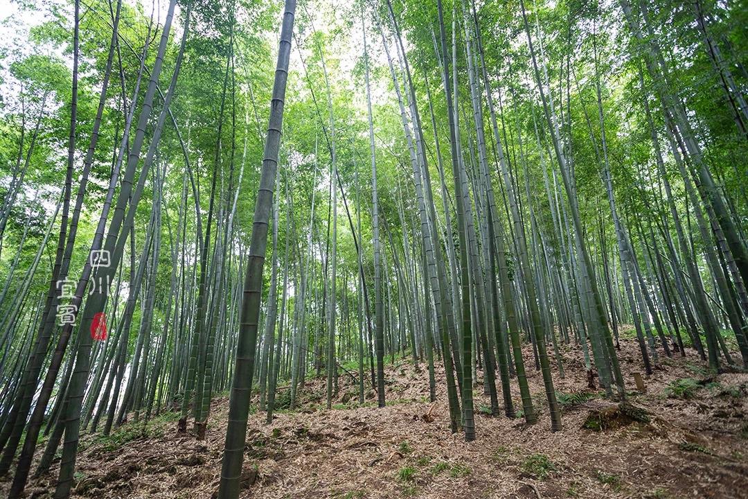 拍过《卧虎藏龙》、北京奥运宣传片,但这里最适合…...洗肺