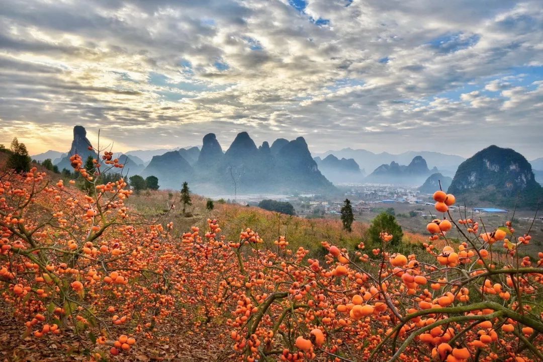 广西的秋天，是被恭城的柿子染红的!