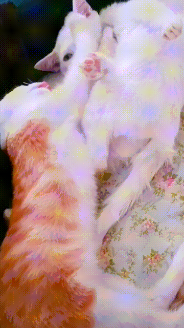 壁纸 动物 猫 猫咪 袜子 小猫 桌面 360_640 竖版 竖屏 手机 gif 动