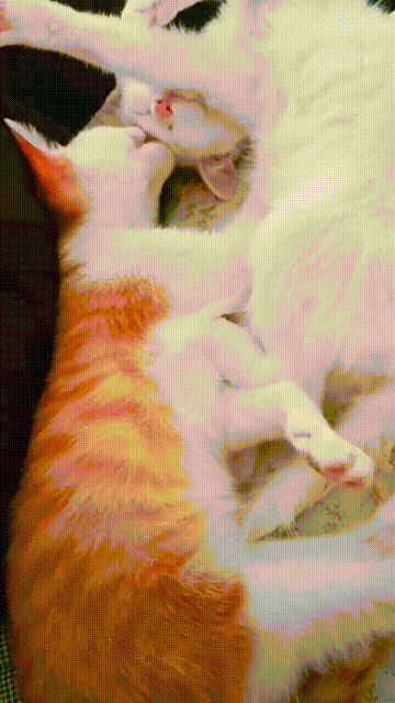 两只猫咪玩亲亲秀恩爱,白猫却意外掉下床,被它绝望的小眼神笑哭