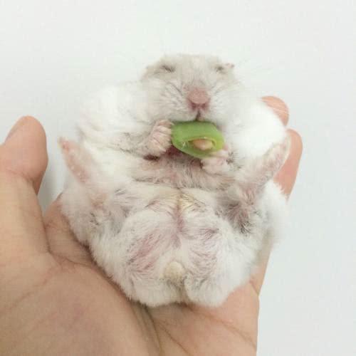 养人们的主仓鼠一定要可以啦!蜗牛v人们赚钱注意图片