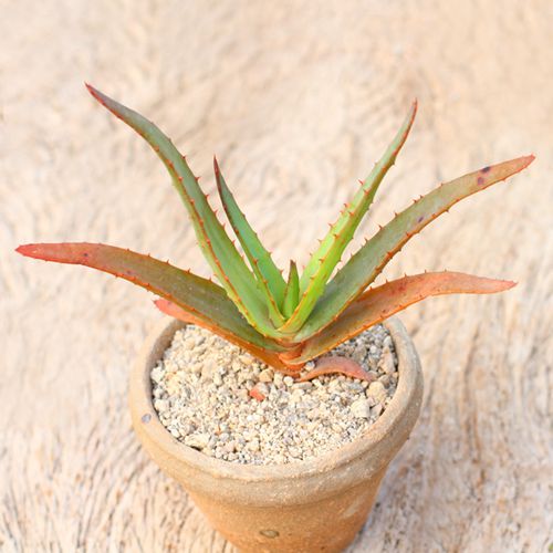 还有这么多品种芦荟,哎呀,太美了,以前真没见过。。。。。!