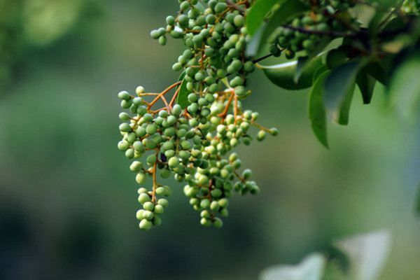 这种补肾的良药,对腰酸、遗精、盗汗、消渴等症效果良好!