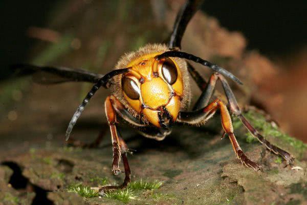 地球上10大最危险的昆虫杀人蜂第六第一每年致近200万人死亡