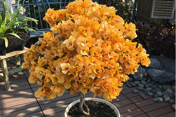 三角梅开花超好看的8个品种，颜色各异美级了，我们一起看看吧