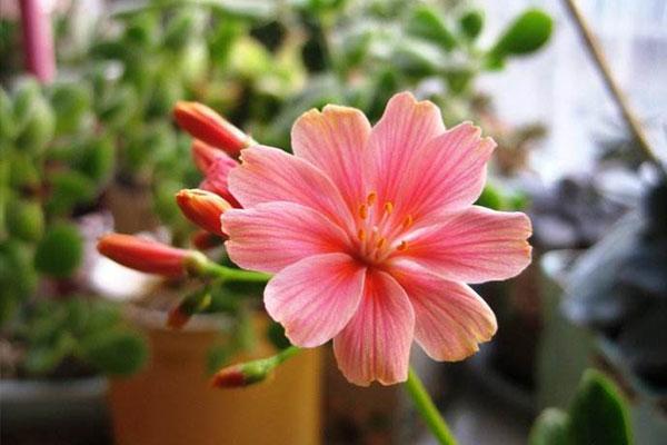 露薇花 最会开花的多肉 花朵颜值高 养护还简单