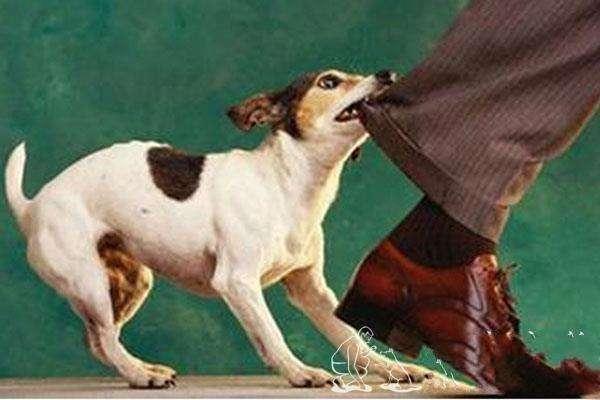 世界上什么狗打架最厉害,别说藏獒这个是垃圾,连德牧都不一定搞得订