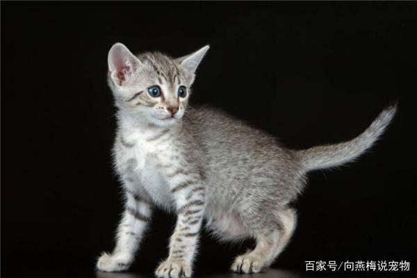 埃及猫吃什么他们可以让他们变得不再瘦弱?!|埃及猫|猫粮|食物_新浪网