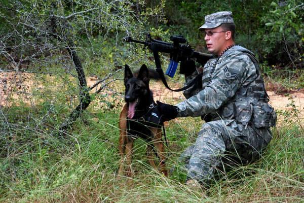 美国军犬样样俱全,他国士兵看了都眼馋