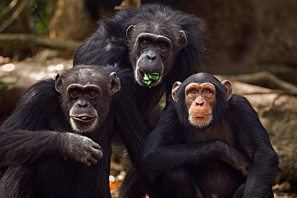 人类和类人猿有1%dna不同,为什么这小小构成这么大的差异