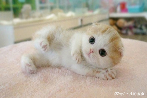 楚楚可怜的小天使,却天生患有疾病,折耳猫容易患有的一些疾病