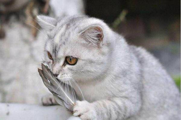 都说男人不能养猫,你知道原因是什么吗?