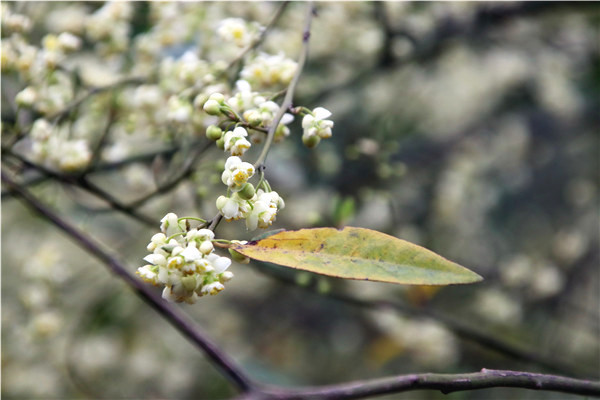 佛山南丹山木姜花提早一个月绽放迎春,满山尽