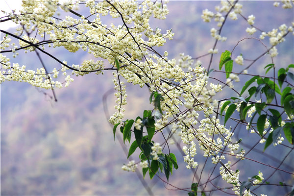 佛山南丹山木姜花提早一个月绽放迎春,满山尽