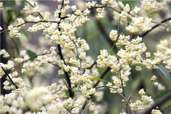 佛山南丹山木姜花提早一个月绽放迎春,满山尽